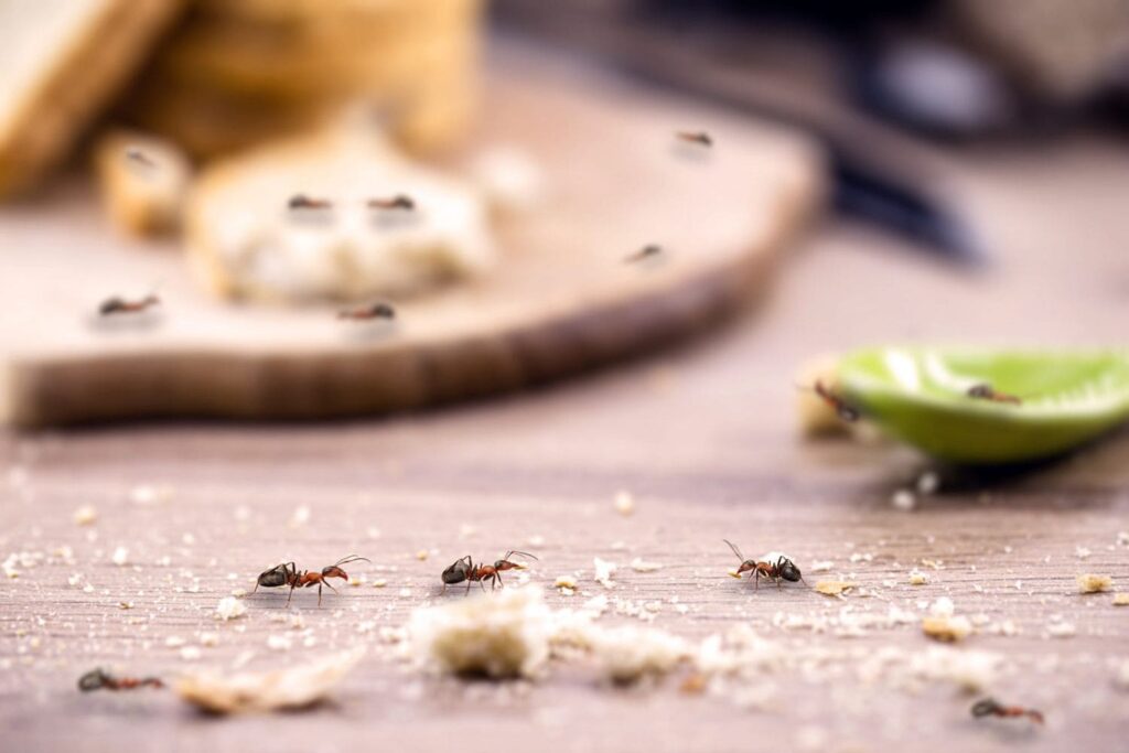 Ants Are Getting Into My Dishwasher.